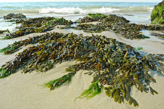 Bits and Pieces: Tooth Pollution, Seaweed for Frost Protection and Cold-Fighting Fruit
